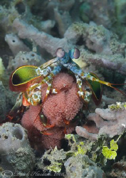 Peacock mantis shrimp with eggs. Lembeh straits. D200, 60mm. by Derek Haslam 